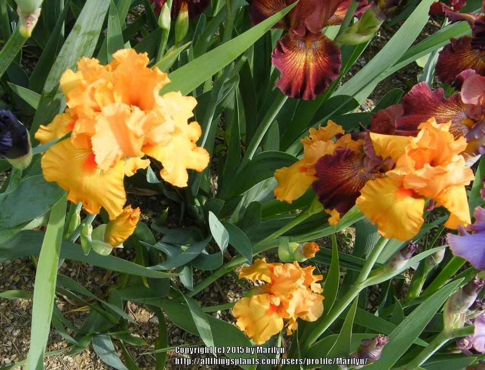 Photo of Tall Bearded Iris (Iris 'Savannah Sunset') uploaded by Marilyn