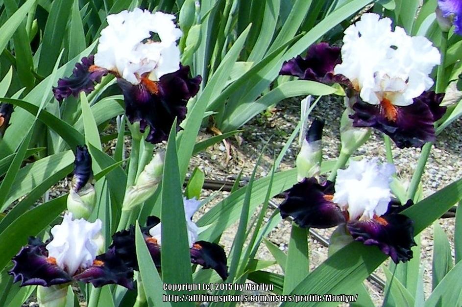 Photo of Tall Bearded Iris (Iris 'Starring') uploaded by Marilyn
