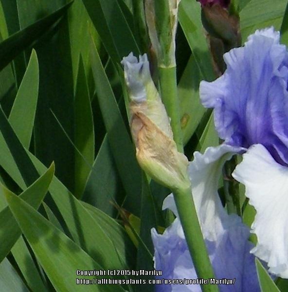 Photo of Tall Bearded Iris (Iris 'Wintry Sky') uploaded by Marilyn