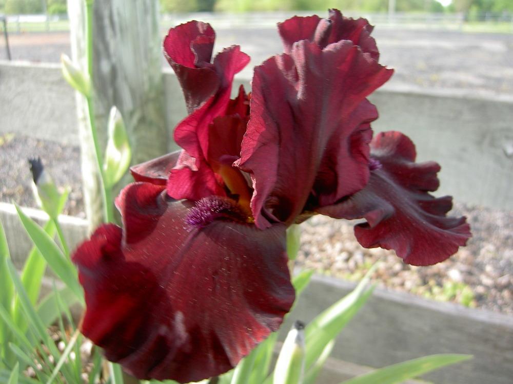 Photo of Tall Bearded Iris (Iris 'Rio Rojo') uploaded by Muddymitts