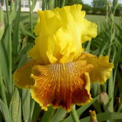 Location: Western Kentucky
Date: May 2015
This bright and colorful Iris kicks off my Iris season every year