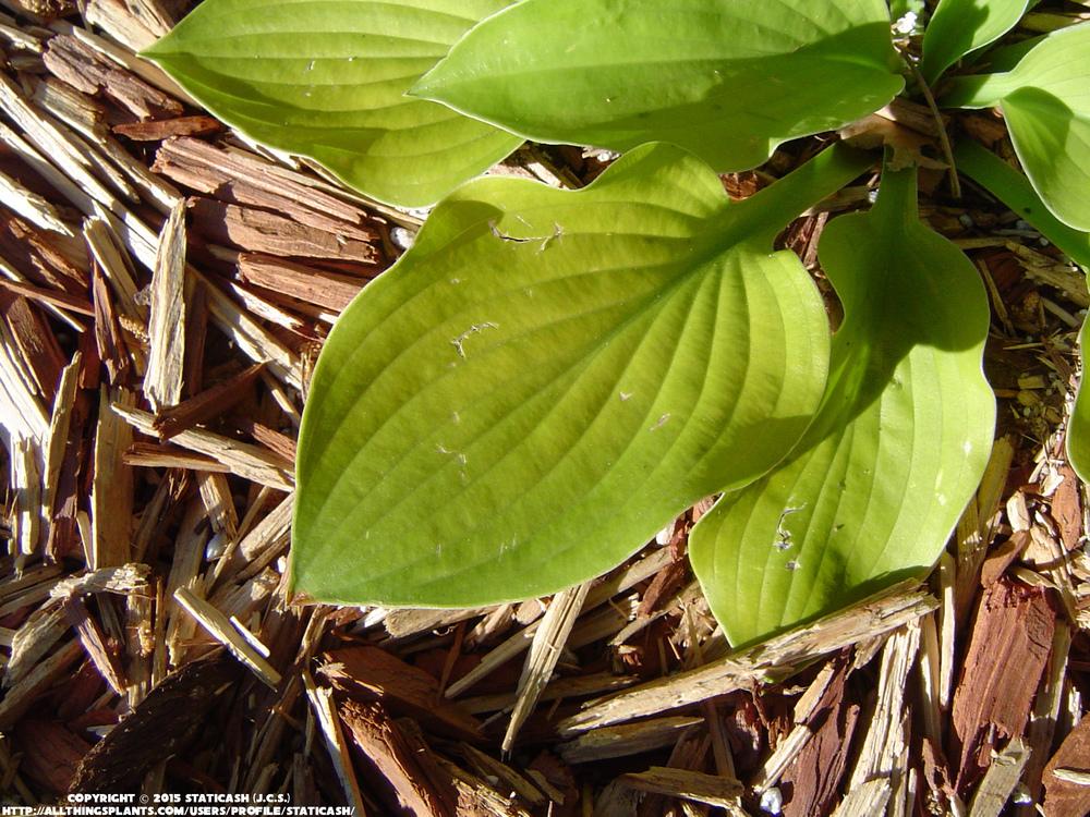 Photo of Hosta 'August Moon' uploaded by StaticAsh