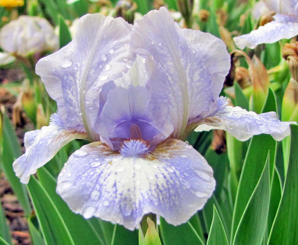 Photo of Standard Dwarf Bearded Iris (Iris 'Chubby Cheeks') uploaded by TBGDN