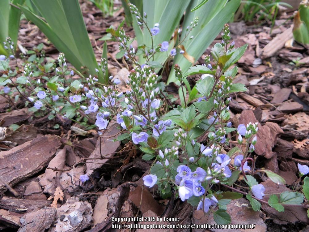 Photo of Speedwell (Veronica 'Waterperry Blue') uploaded by foraygardengirl
