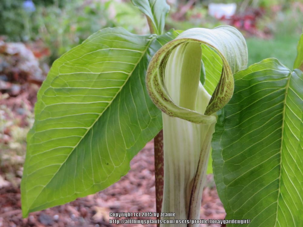 Photo of Jack in the Pulpit (Arisaema triphyllum) uploaded by foraygardengirl