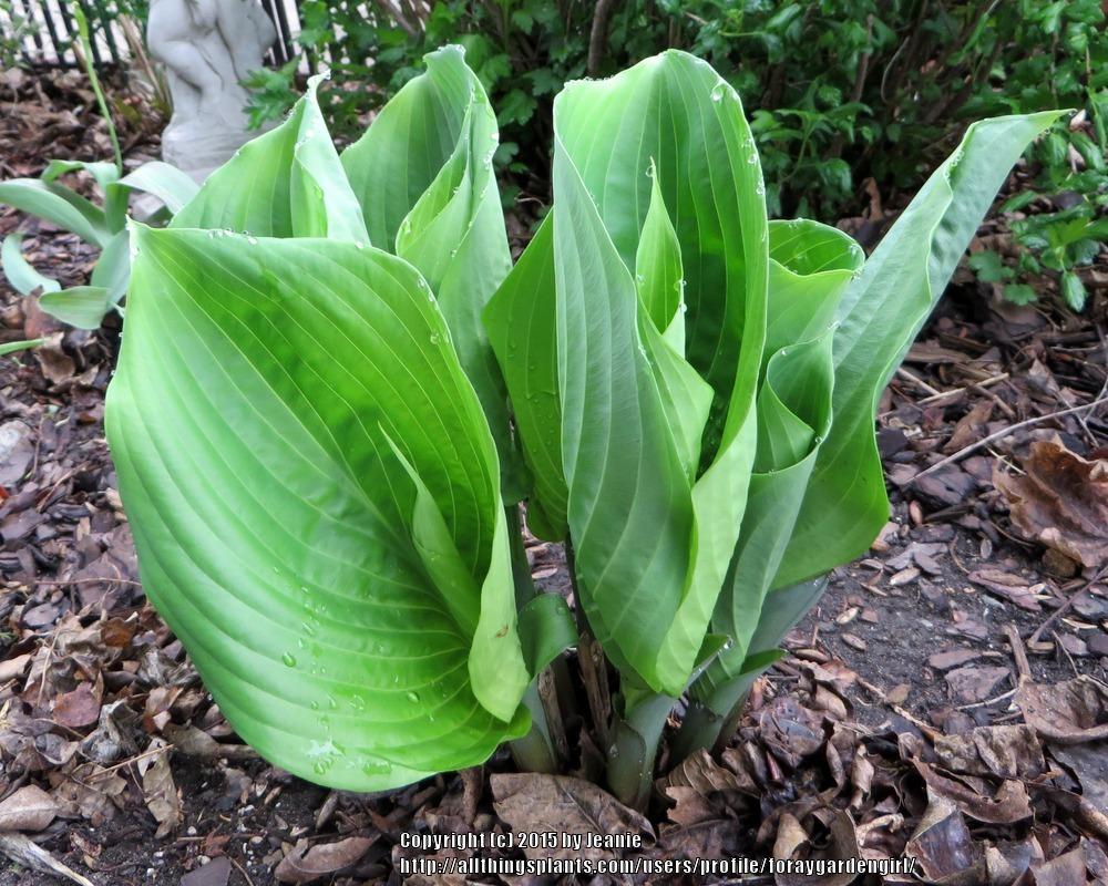 Photo of Hosta 'Sum and Substance' uploaded by foraygardengirl