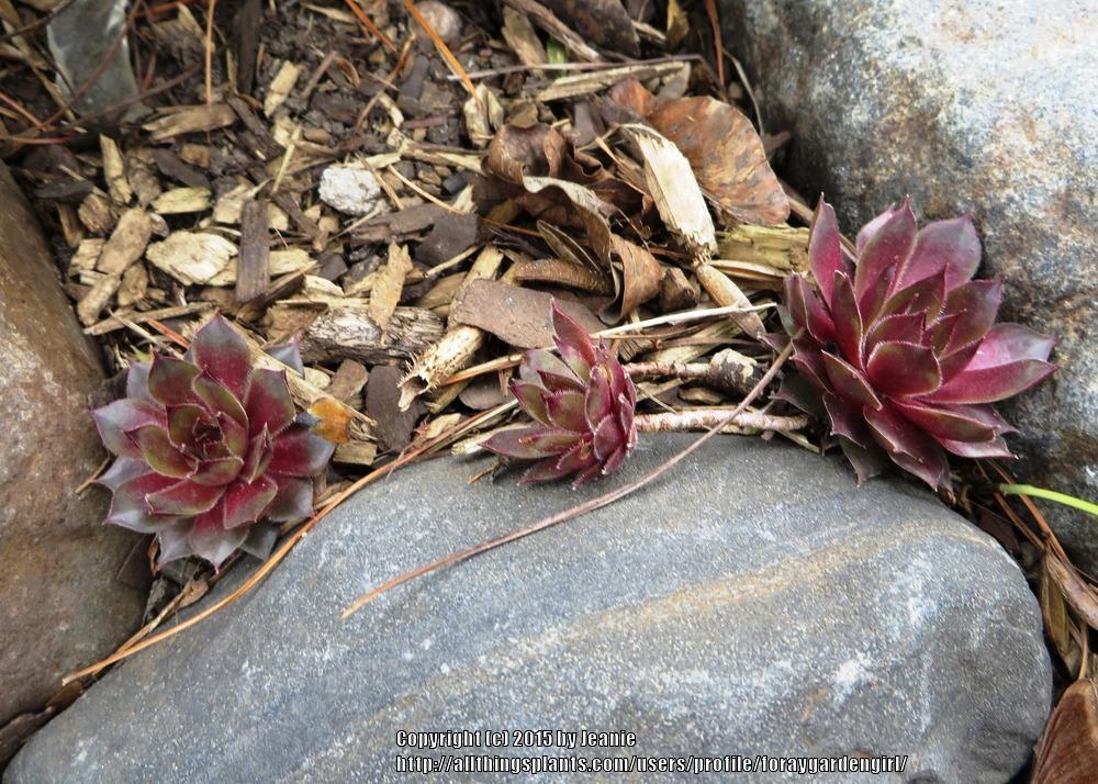 Photo of Hen and Chicks (Sempervivum 'Red Heart') uploaded by foraygardengirl