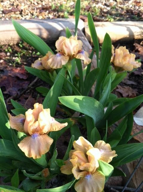 Photo of Standard Dwarf Bearded Iris (Iris 'Golden Apricot') uploaded by grannysgarden