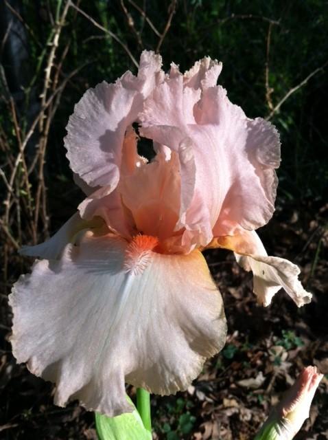 Photo of Tall Bearded Iris (Iris 'Be Mine') uploaded by grannysgarden