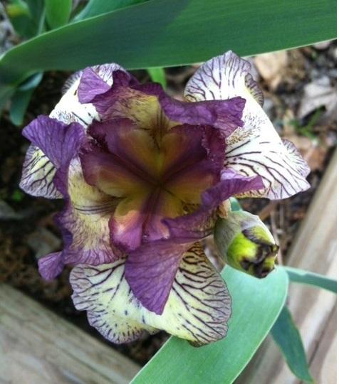 Photo of Intermediate Bearded Iris (Iris 'Gnu Rayz') uploaded by grannysgarden