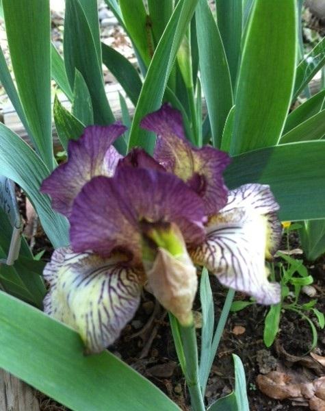 Photo of Intermediate Bearded Iris (Iris 'Gnu Rayz') uploaded by grannysgarden