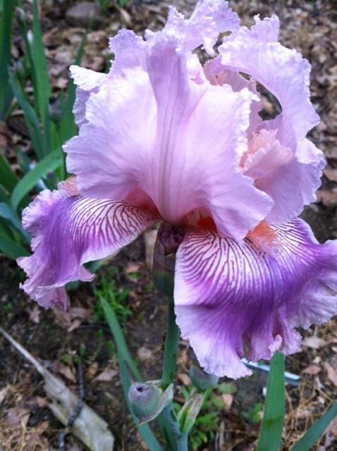 Photo of Tall Bearded Iris (Iris 'Call Me Reba') uploaded by grannysgarden