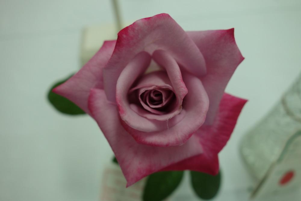 Photo of Rose (Rosa 'Paradise') uploaded by mellielong