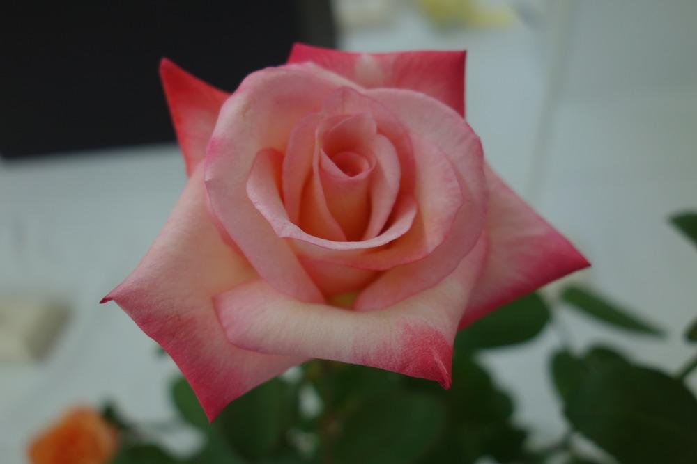 Photo of Rose (Rosa 'Gemini') uploaded by mellielong