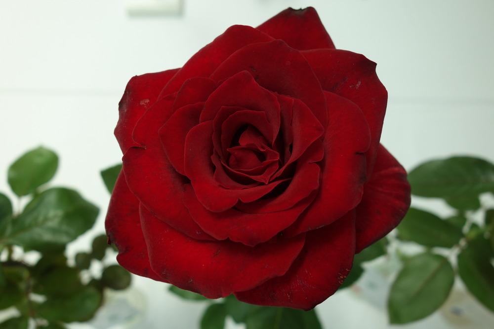 Photo of Rose (Rosa 'Cesar E. Chavez') uploaded by mellielong