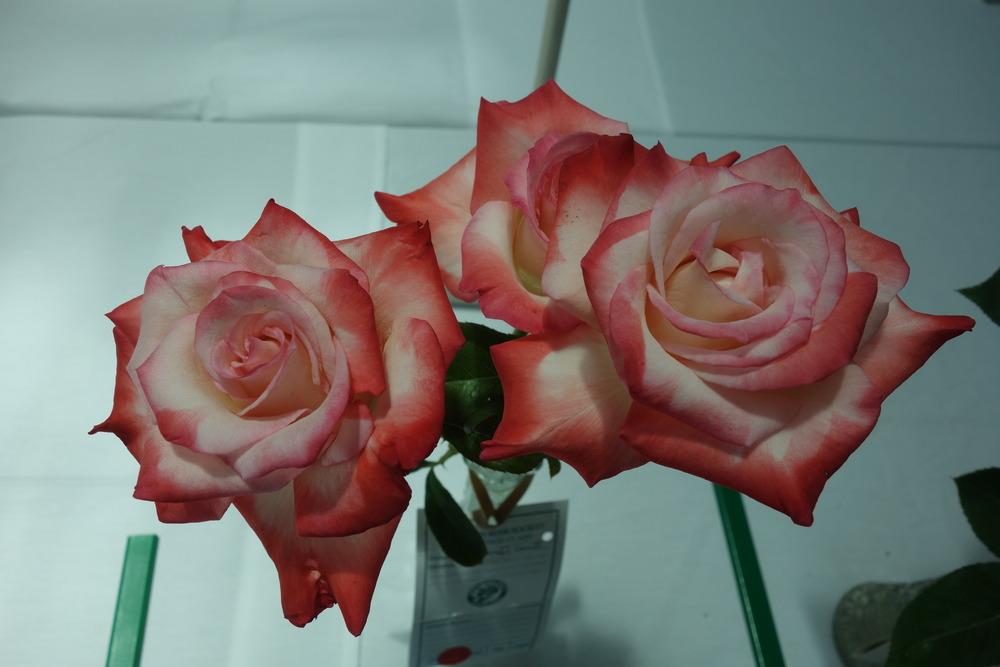 Photo of Rose (Rosa 'Gemini') uploaded by mellielong