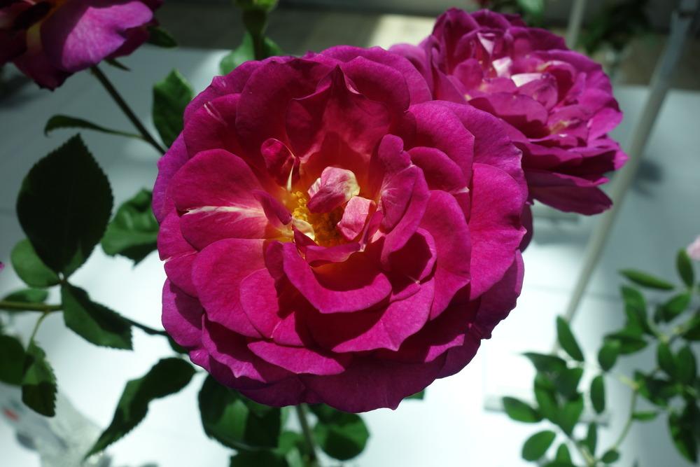 Photo of Rose (Rosa 'Outta the Blue') uploaded by mellielong