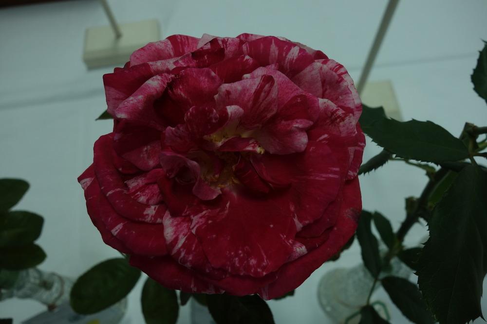 Photo of Rose (Rosa 'Scentimental') uploaded by mellielong