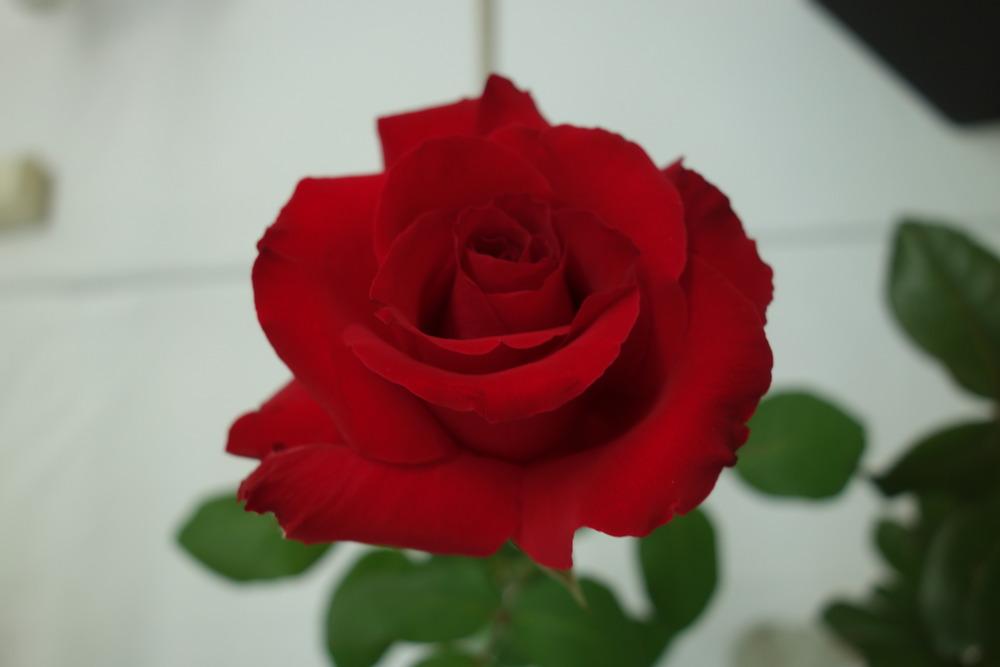 Photo of Rose (Rosa 'Let Freedom Ring') uploaded by mellielong