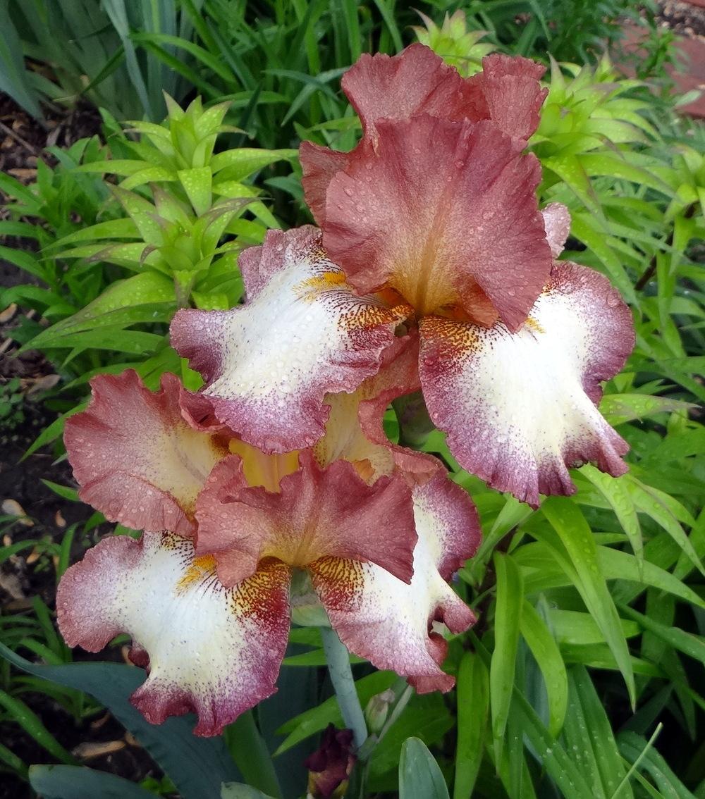 Photo of Tall Bearded Iris (Iris 'Cinnamon Girl') uploaded by stilldew