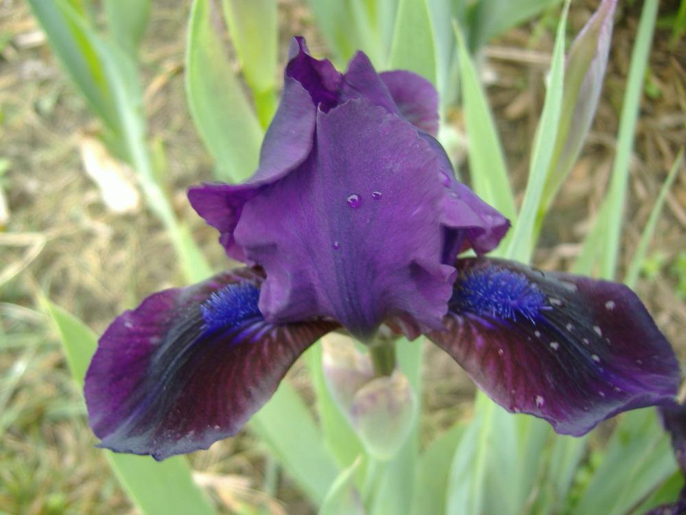 Photo of Standard Dwarf Bearded Iris (Iris 'Dark Crystal') uploaded by tveguy3