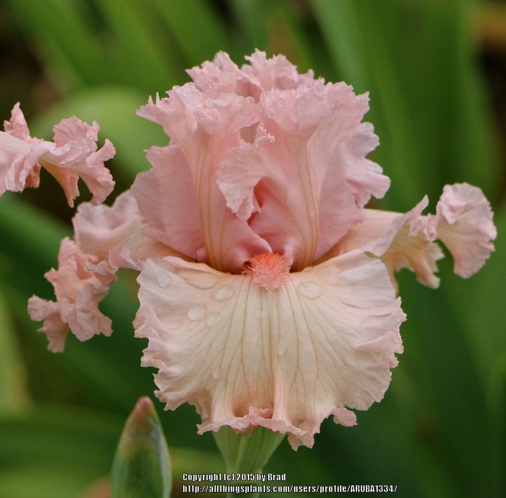Photo of Tall Bearded Iris (Iris 'Strawberry Shake') uploaded by ARUBA1334