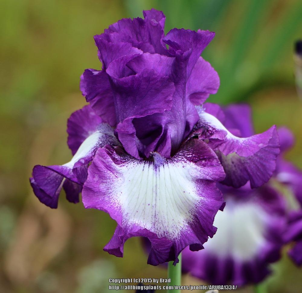 Photo of Tall Bearded Iris (Iris 'Time Alone') uploaded by ARUBA1334