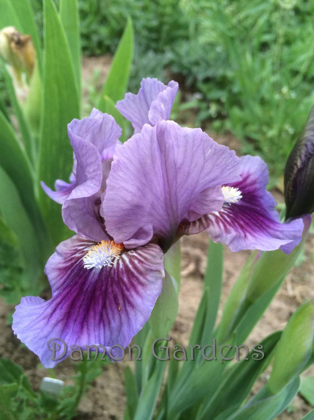 Photo of Standard Dwarf Bearded Iris (Iris 'Bow Tie') uploaded by DamonGardens
