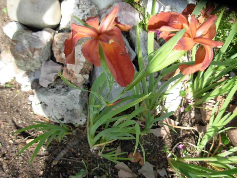 Photo of Species Iris (Iris fulva) uploaded by Moonhowl