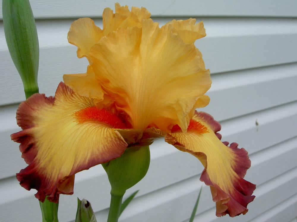 Photo of Tall Bearded Iris (Iris 'Ringtone') uploaded by Muddymitts