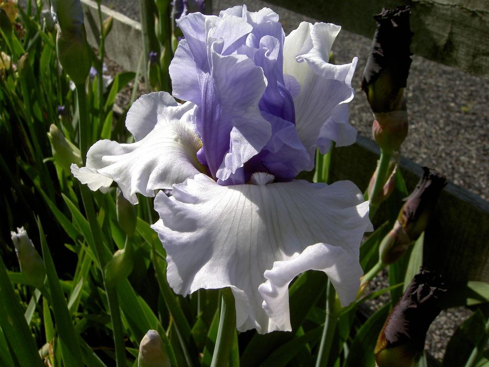 Photo of Tall Bearded Iris (Iris 'Brussels') uploaded by Muddymitts