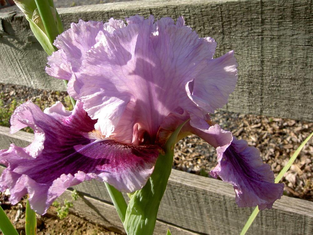 Photo of Tall Bearded Iris (Iris 'Enchanter') uploaded by Muddymitts