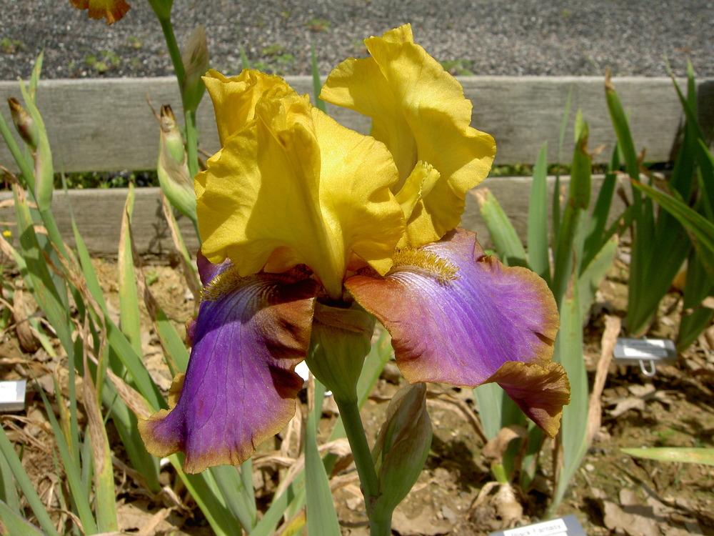 Photo of Tall Bearded Iris (Iris 'Crooked Little Smile') uploaded by Muddymitts