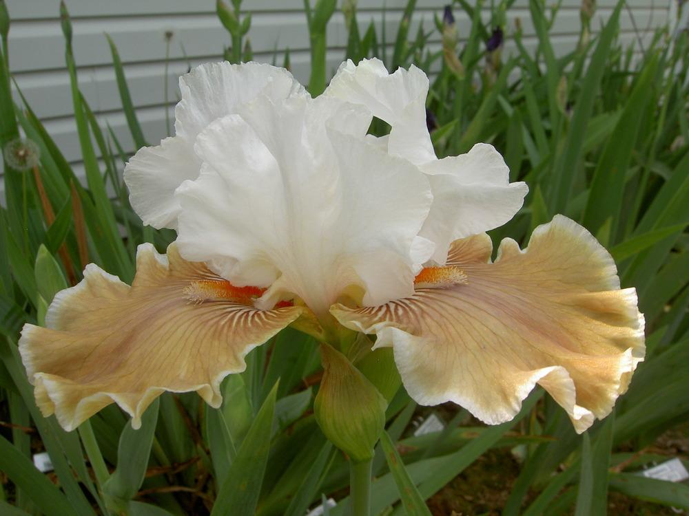 Photo of Tall Bearded Iris (Iris 'Coffee Whispers') uploaded by Muddymitts