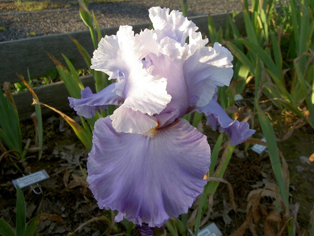 Photo of Tall Bearded Iris (Iris 'Babylon Queen') uploaded by Muddymitts