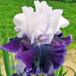 Location: My Gardens
Date: June 6, 2013
Nice Iris From Paul Black