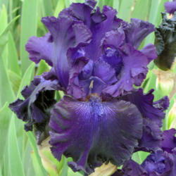 Location: My Gardens
Date: June 1, 2013
Nice Dark Iris From Superstition