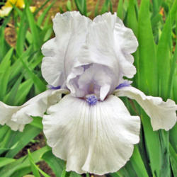 Location: My Gardens
Date: June 1, 2013
A Top Ten Favorite Of All Irises!