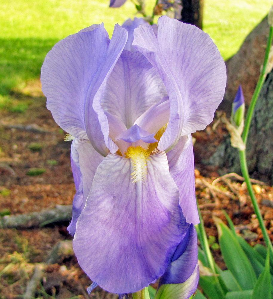 Photo of Tall Bearded Iris (Iris pallida 'Dalmatica') uploaded by TBGDN