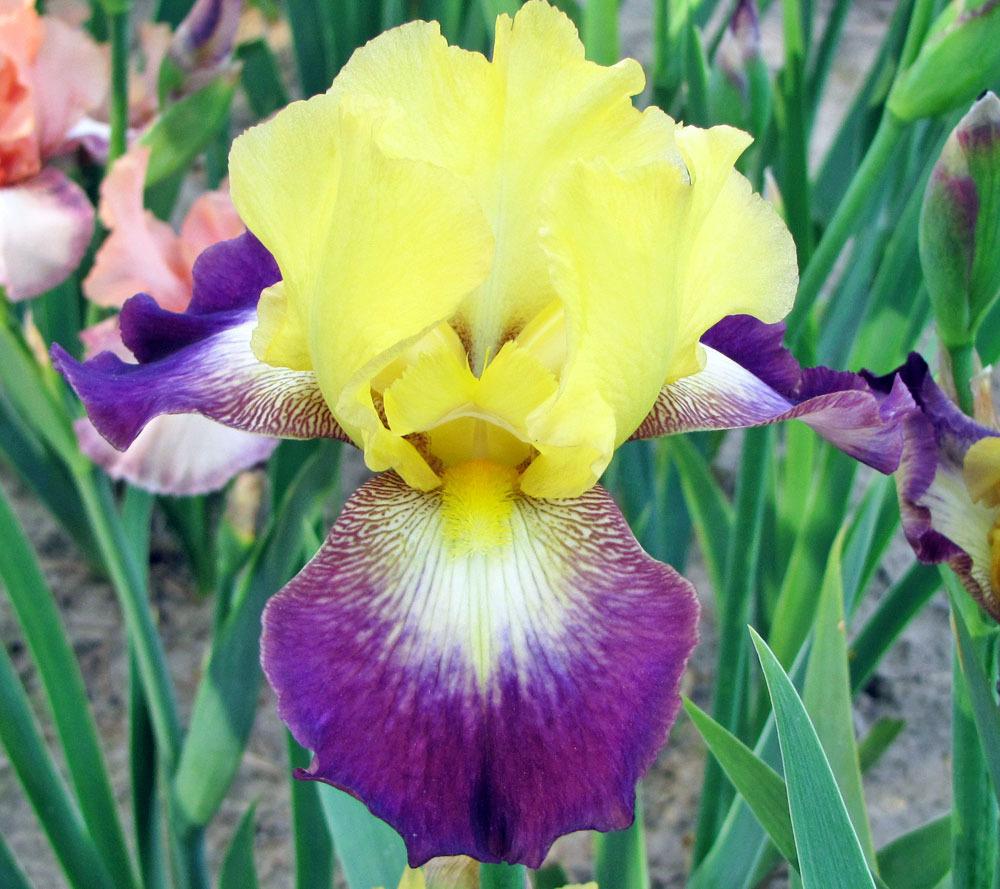 Photo of Border Bearded Iris (Iris 'Go for Bold') uploaded by TBGDN