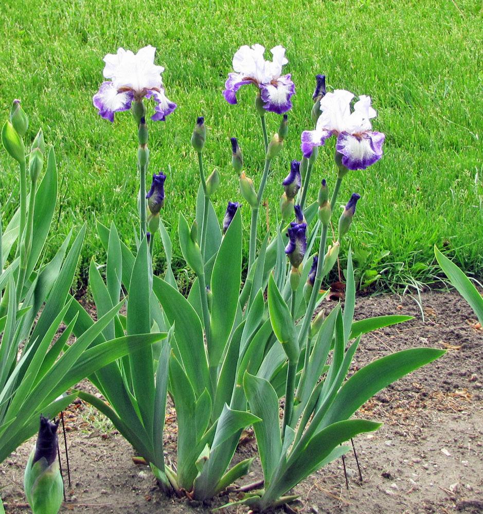 Photo of Tall Bearded Iris (Iris 'Everything Plus') uploaded by TBGDN