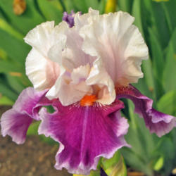 Location: My Gardens
Date: May 29, 2013
Great Colors, Great Iris: G. Shoup 1979