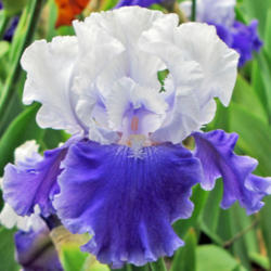 Location: My Gardens
Date: June 1, 2013
Beautiful Iris From Keppel