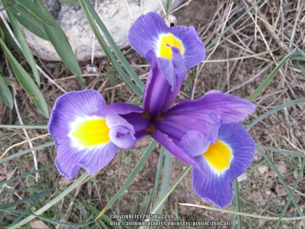 Photo of Dutch Iris (Iris x hollandica 'Blue Magic') uploaded by Zencat
