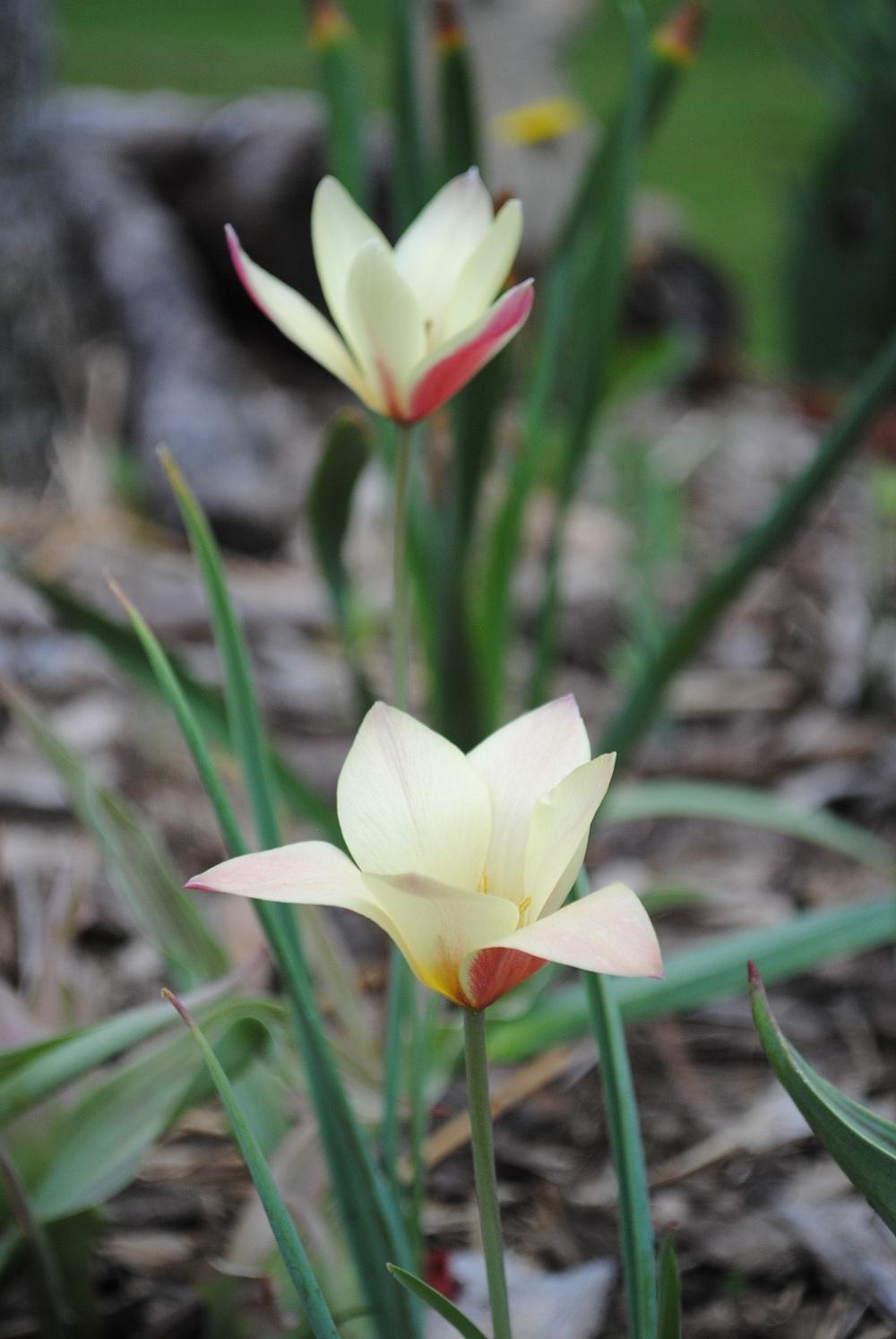 Photo of Lady Tulip (Tulipa clusiana 'Cynthia') uploaded by chelle