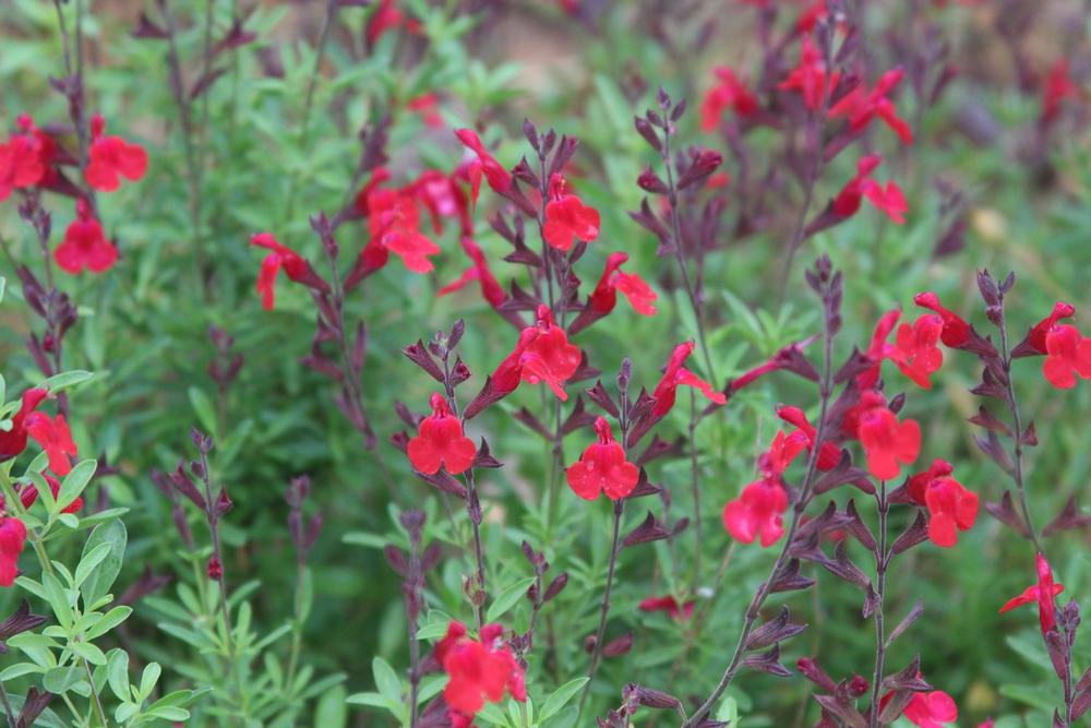 Photo of Autumn Sage (Salvia greggii 'Furman's Red') uploaded by dave