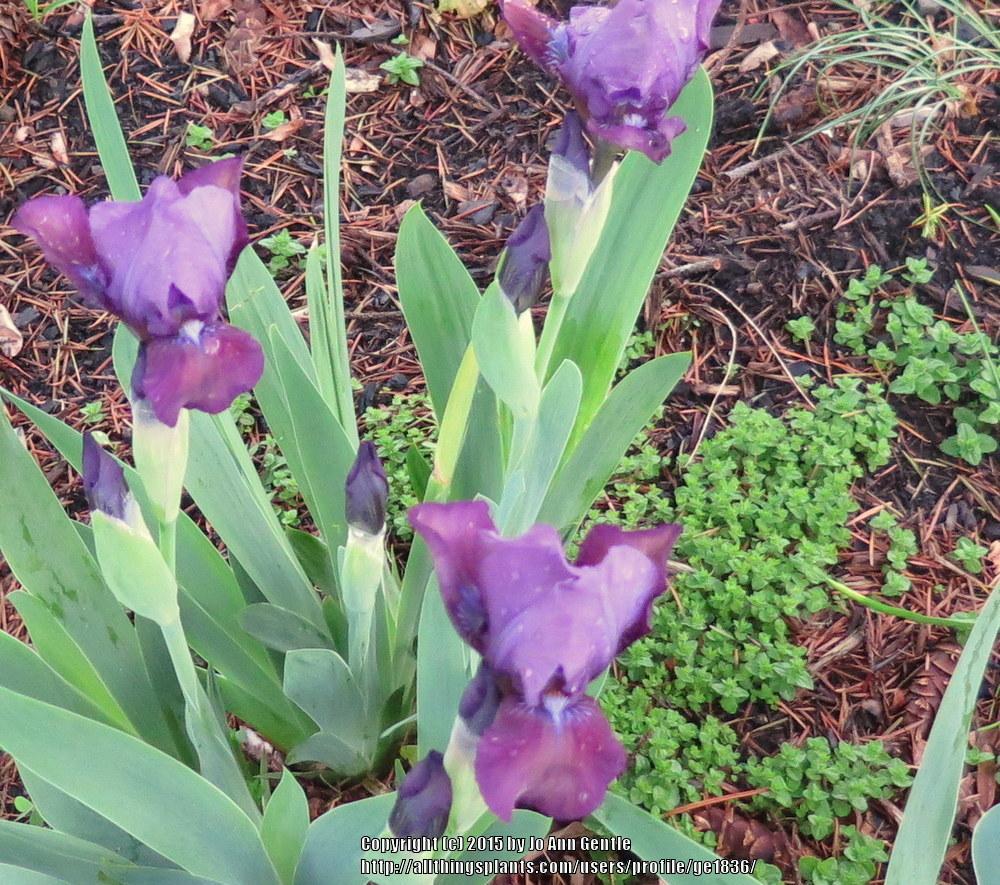 Photo of Standard Dwarf Bearded Iris (Iris 'Blueberry Sweetie') uploaded by ge1836