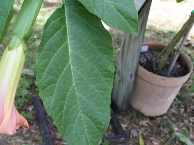 Photo of Angel Trumpet (Brugmansia 'First Belle') uploaded by gingin