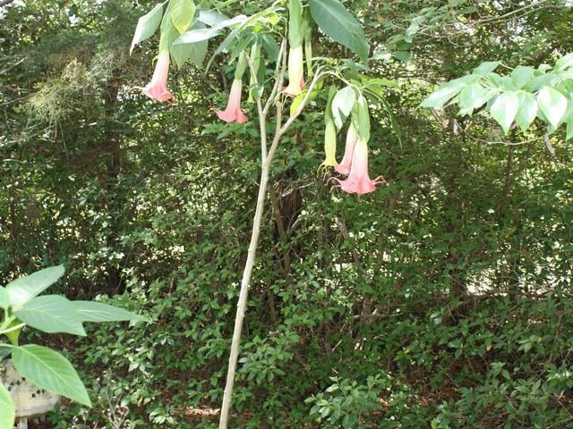 Photo of Angel Trumpet (Brugmansia 'Miss Caylie') uploaded by gingin