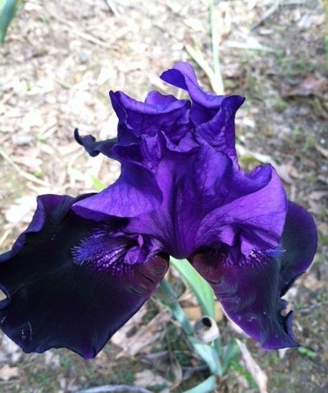 Photo of Tall Bearded Iris (Iris 'Matt McNames') uploaded by grannysgarden